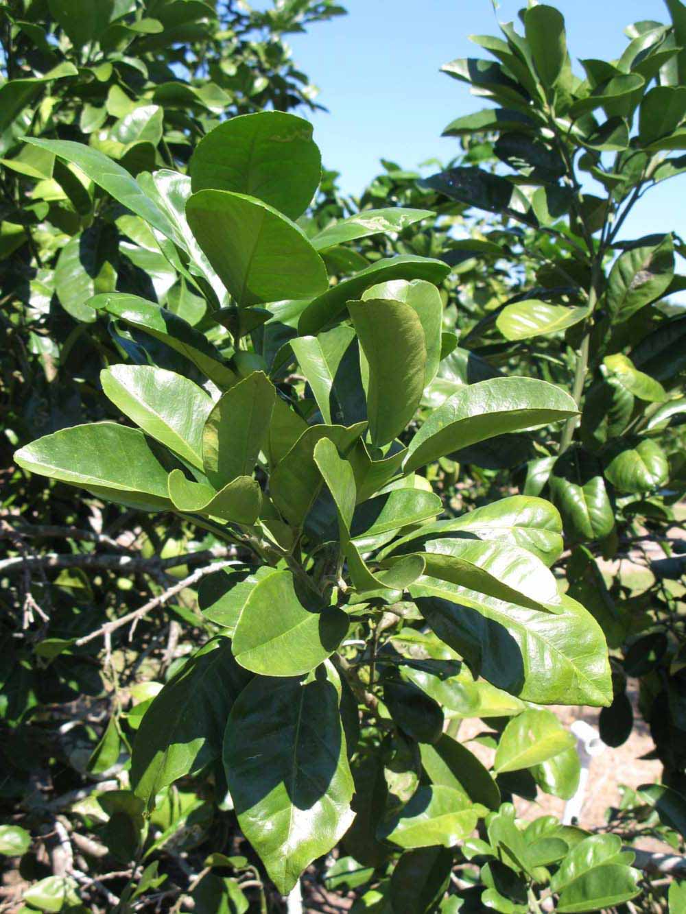             Sun leaves (Winter Haven, FL)       